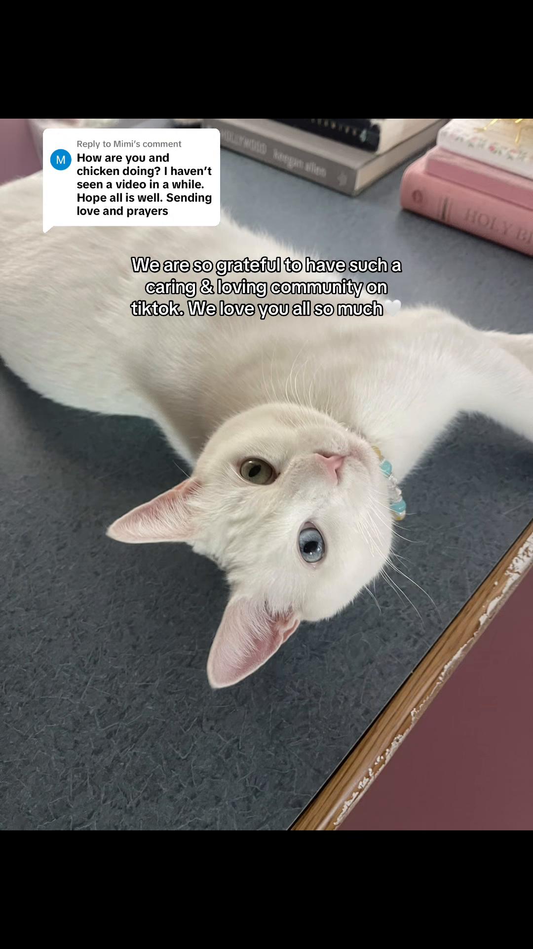@chicken the white cat
