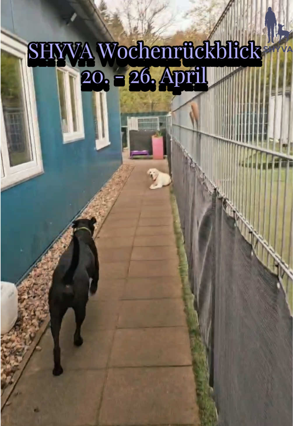 @Shyva Hundezentrum