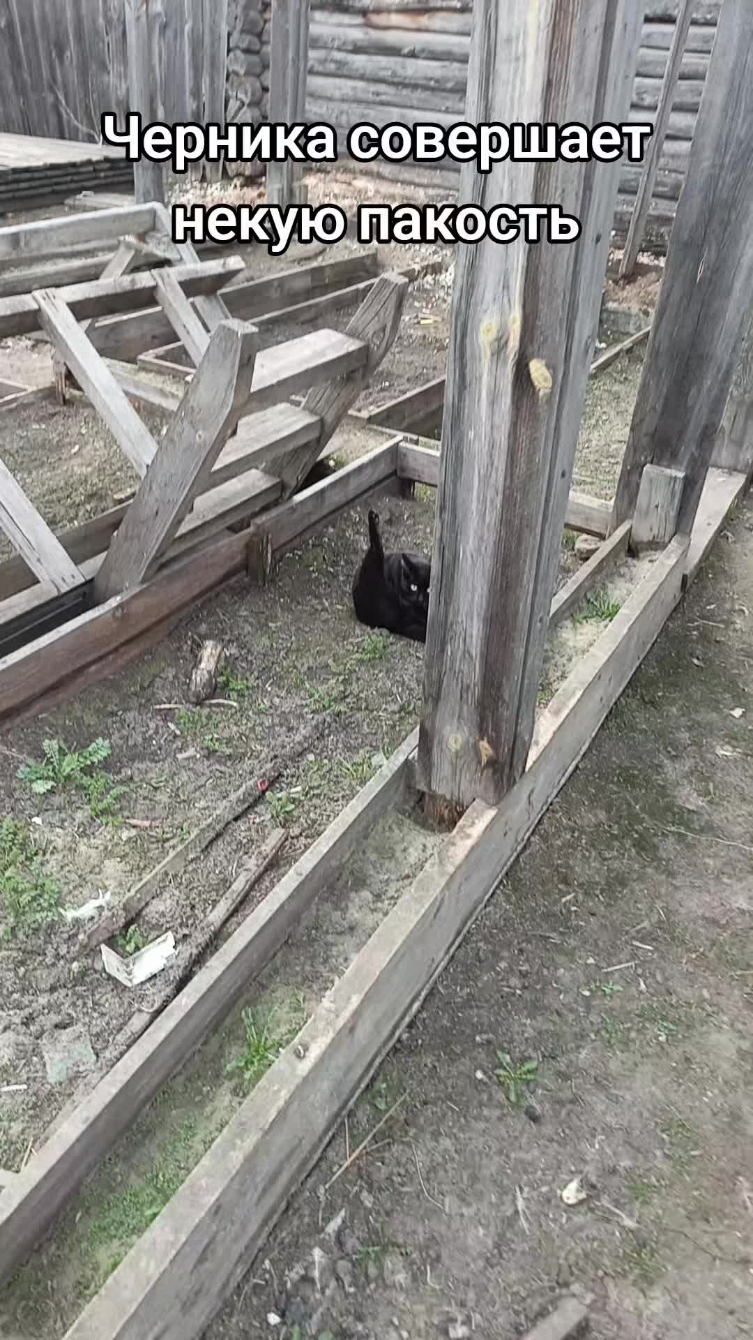 @Лёша в голоше