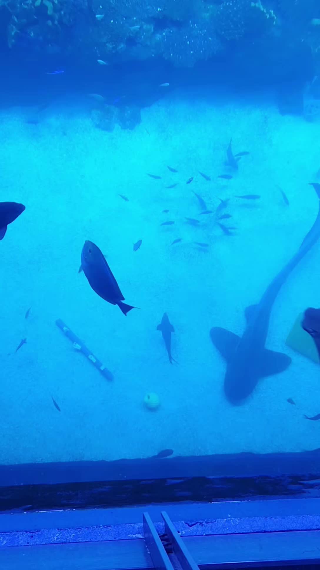 @Cuttle Aquarist