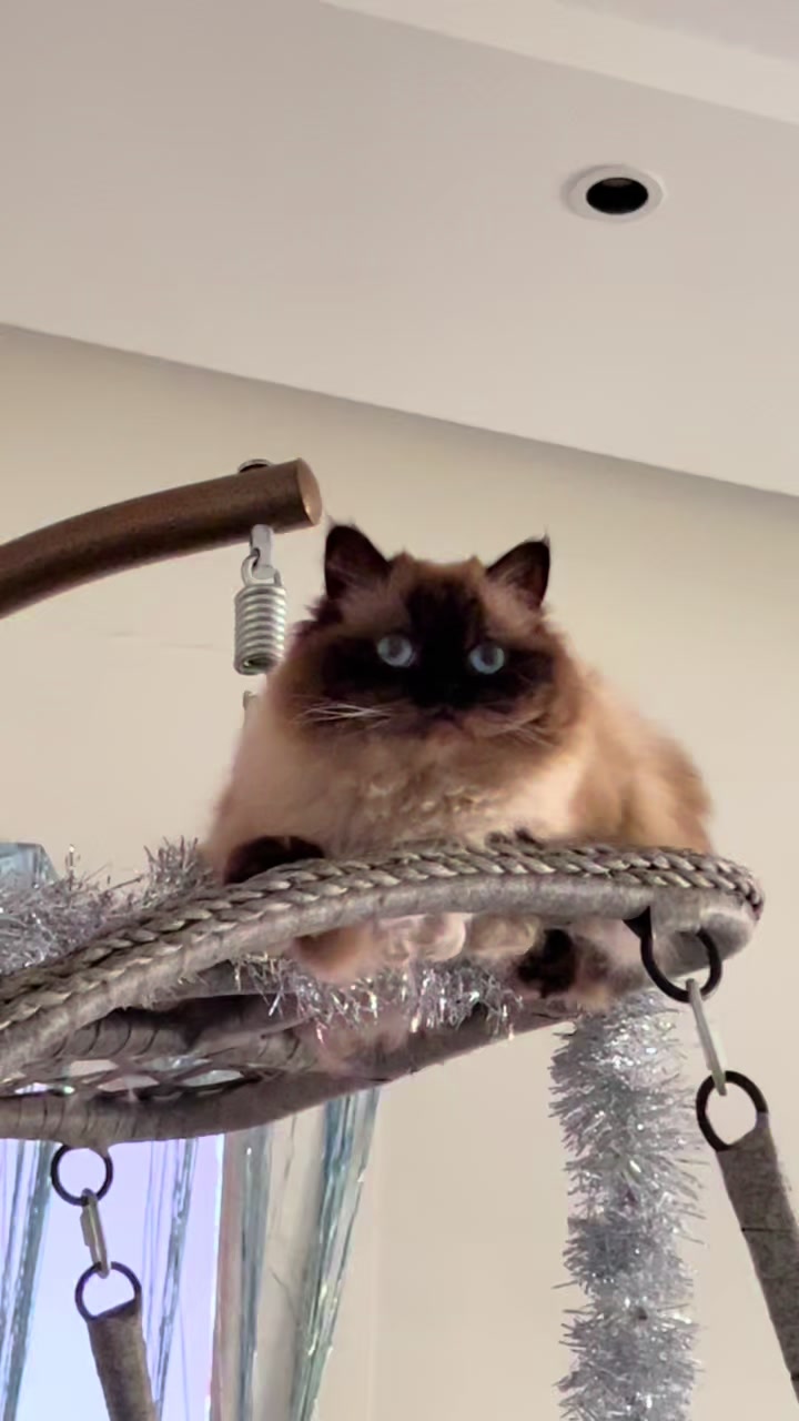 @himalayancat0