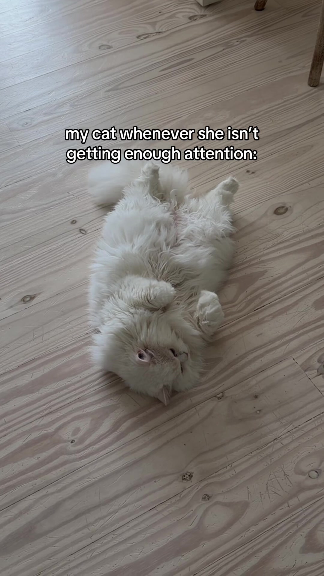 @Cleo the City Kitty