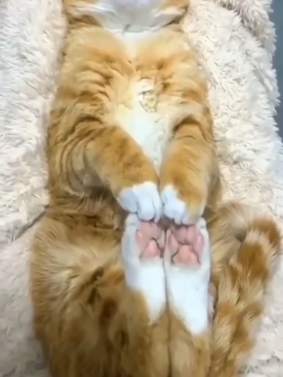 @funnyAnimals