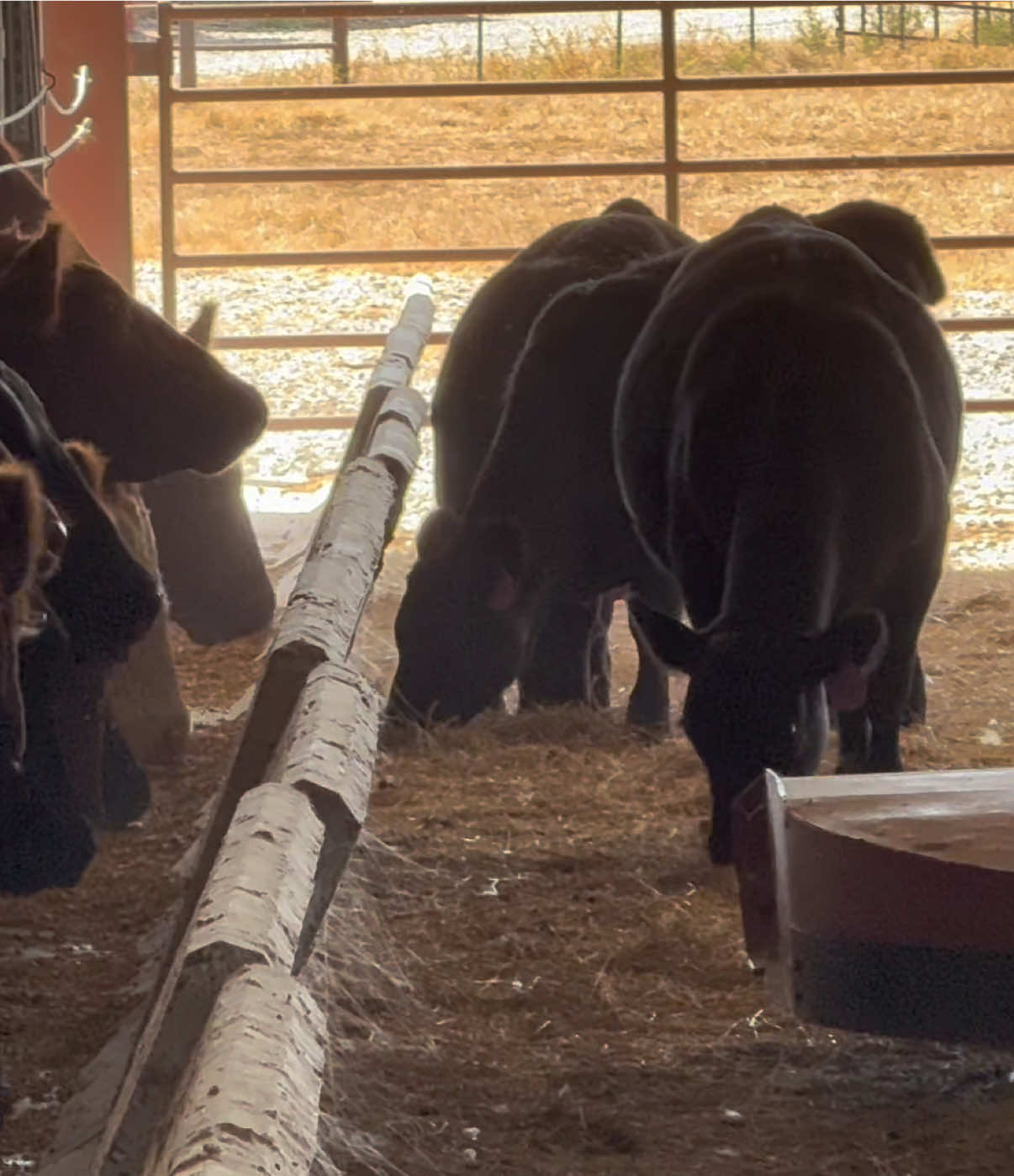 @Massey Land & Cattle