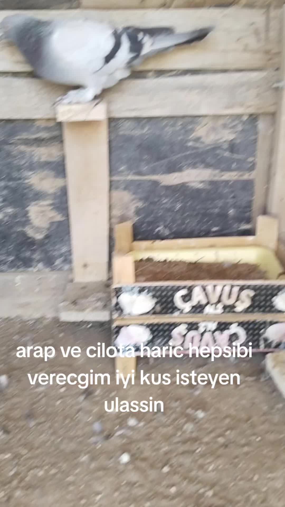 @🎲🎲oyunkusu.kirsehir40🎲🎲