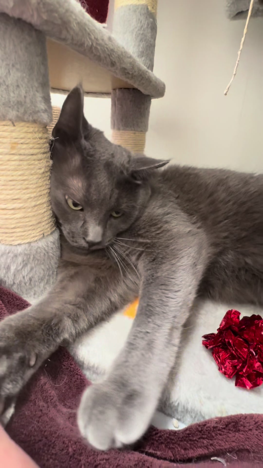 @Calgary Humane Society