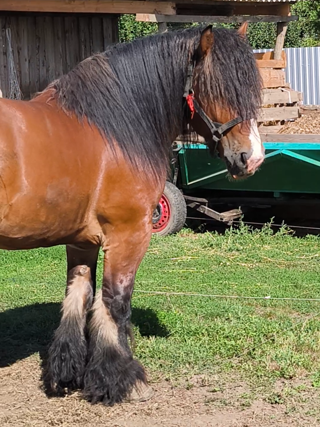 @ВАСЯ БОЙЧУК 🐎