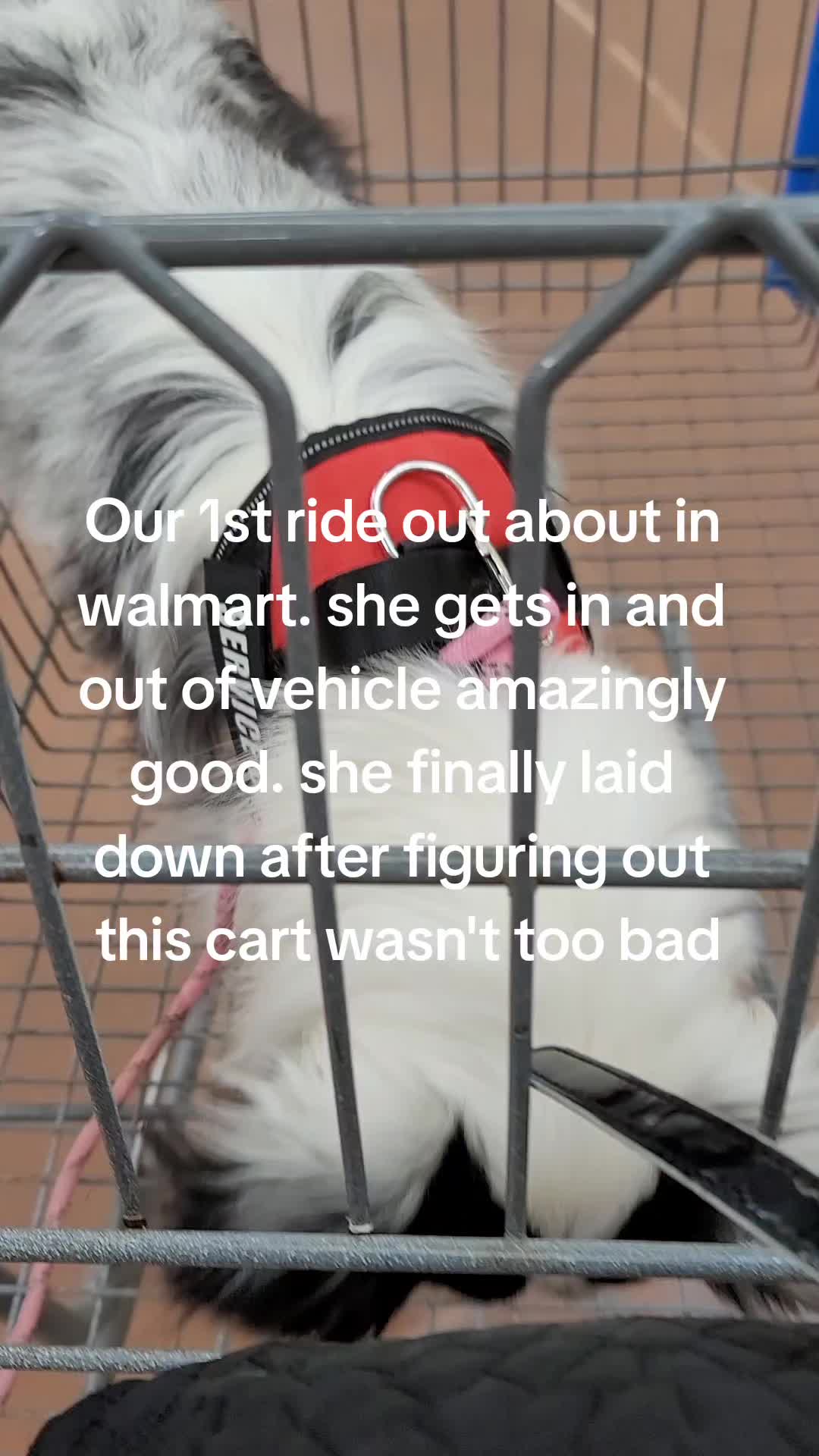 @Shellys-Loveable-Mi-Shelties