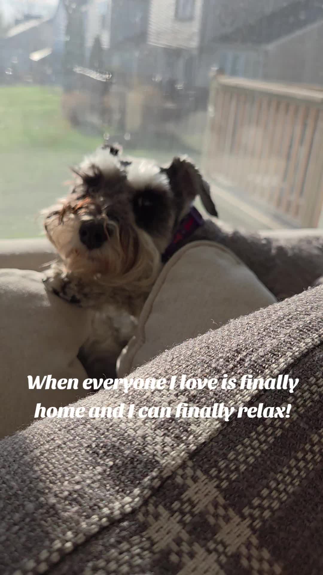 @Schnauzer Intelligence