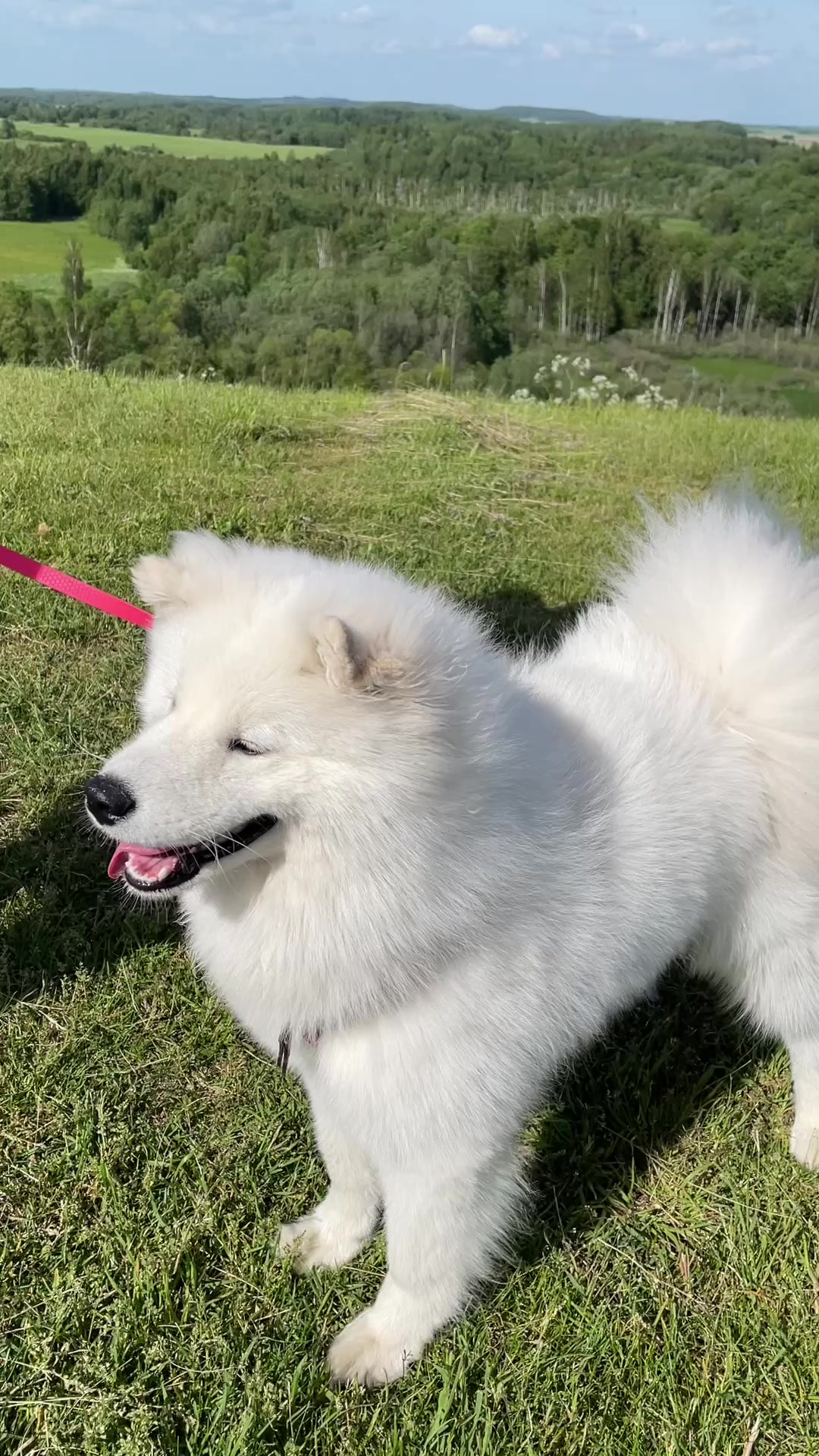 @Mendel the floppy-eared