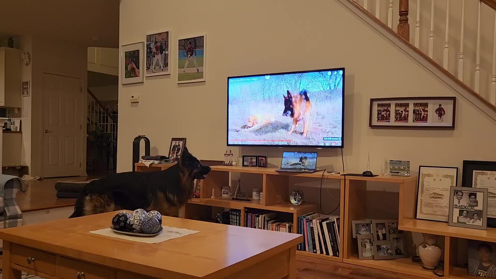 @Buzz the German Shepherd
