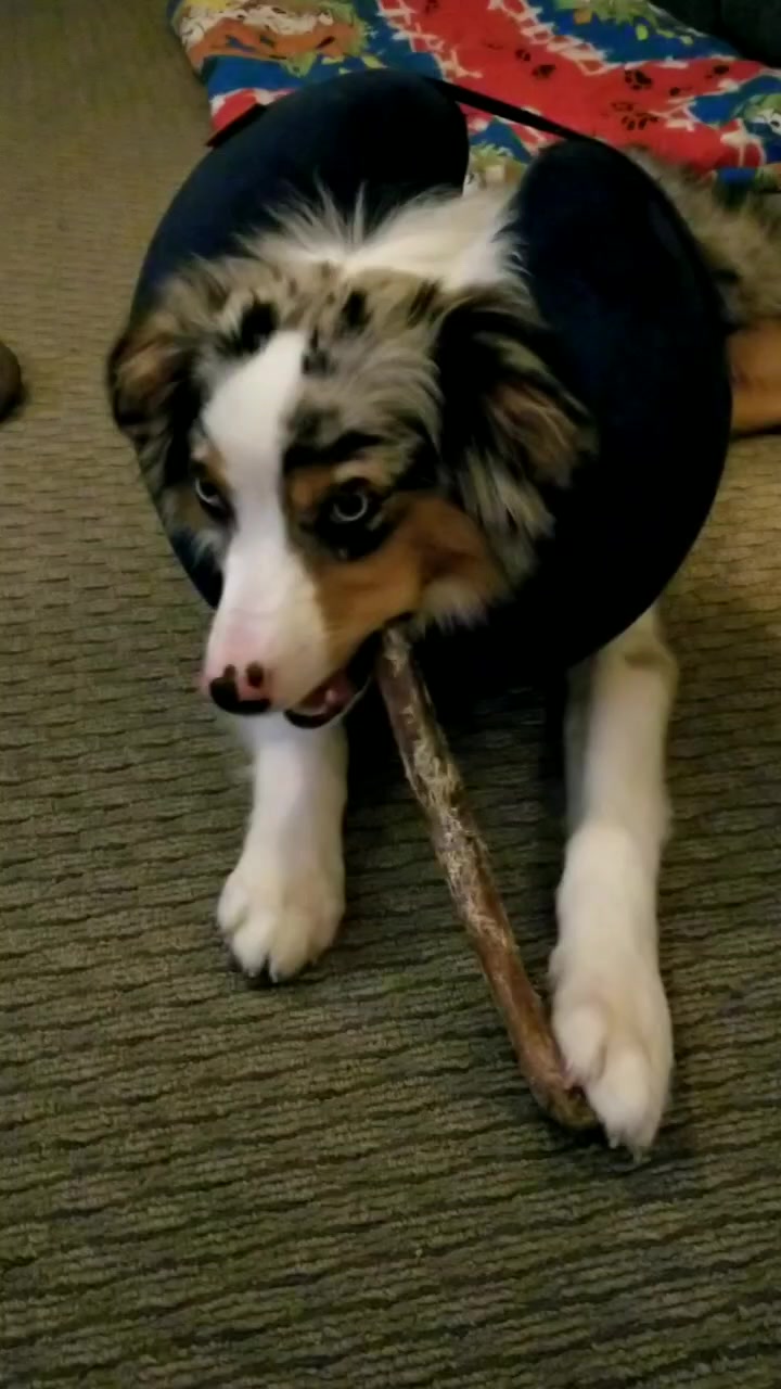 @Jett The Aussie