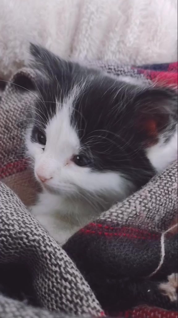 @If I fits I sits