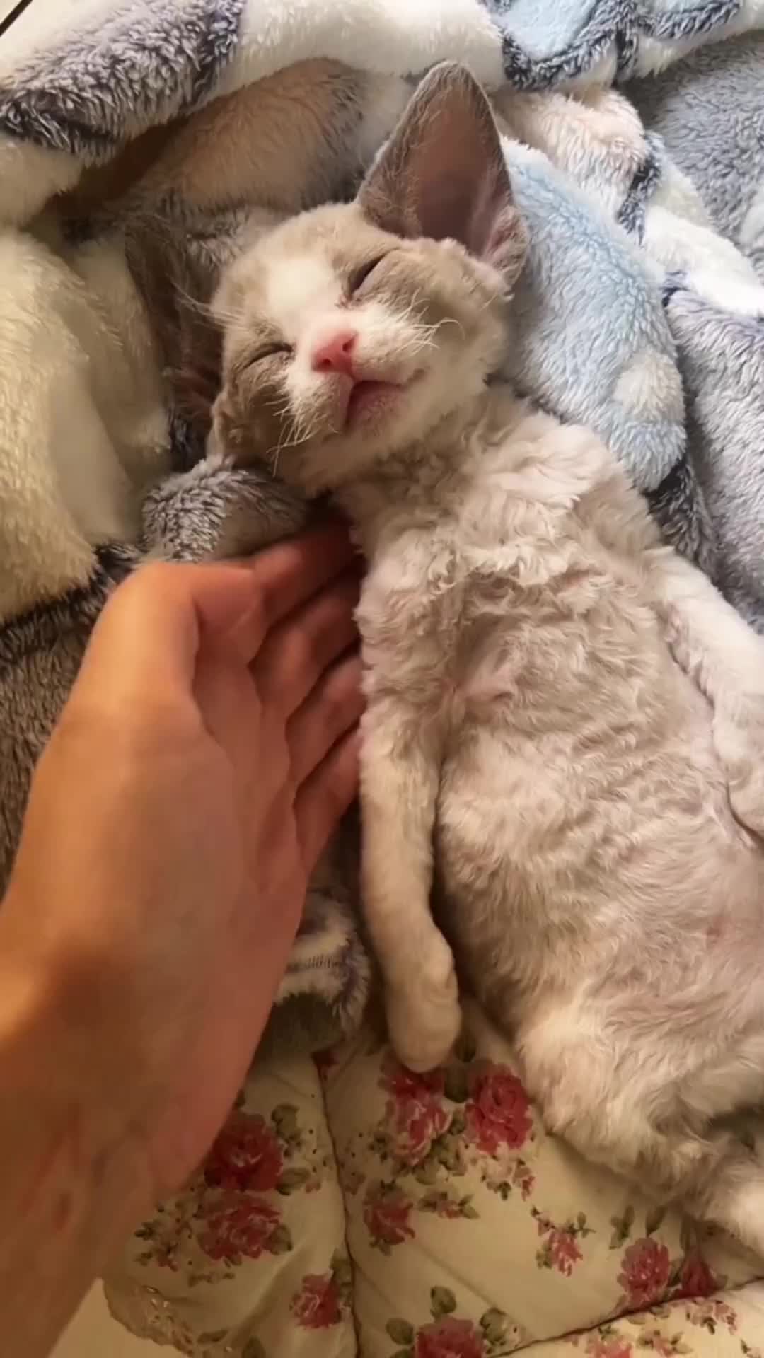 @Mr.Cat