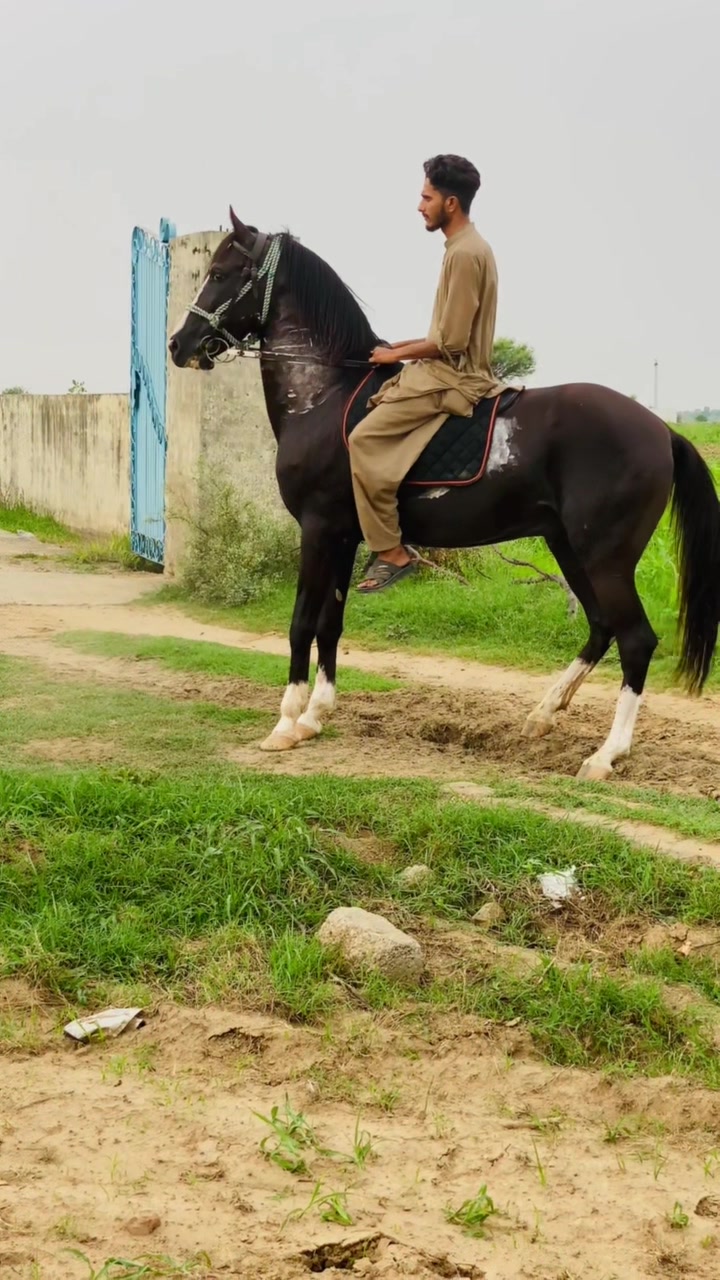 @Ch Hammad bokan &hearts;️🐎