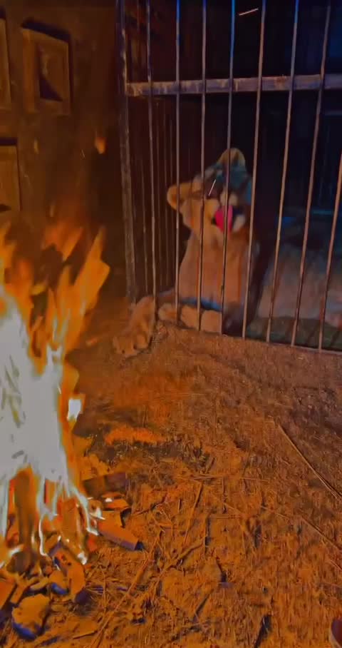 @мιαη ƒαιѕαℓ (ѕαιм)🔥