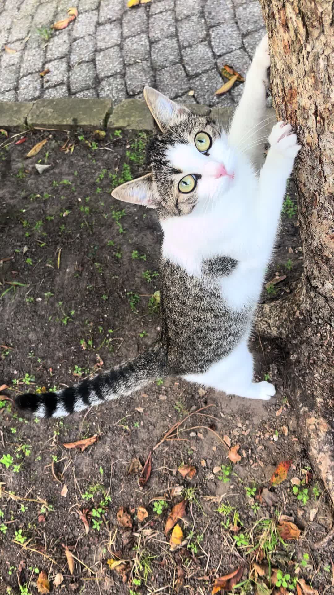 @Tootie The Cat