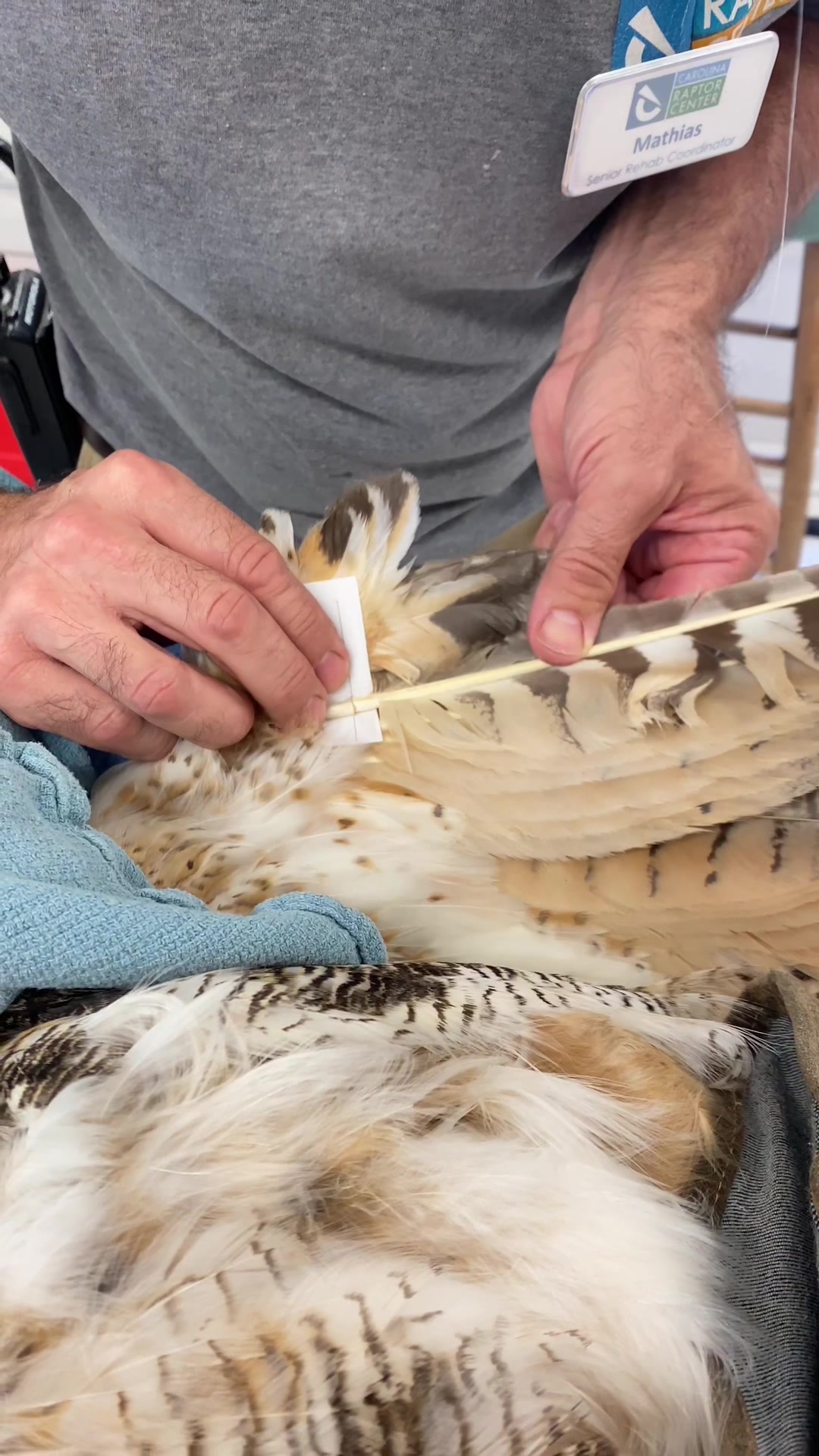 @Carolina Raptor Center
