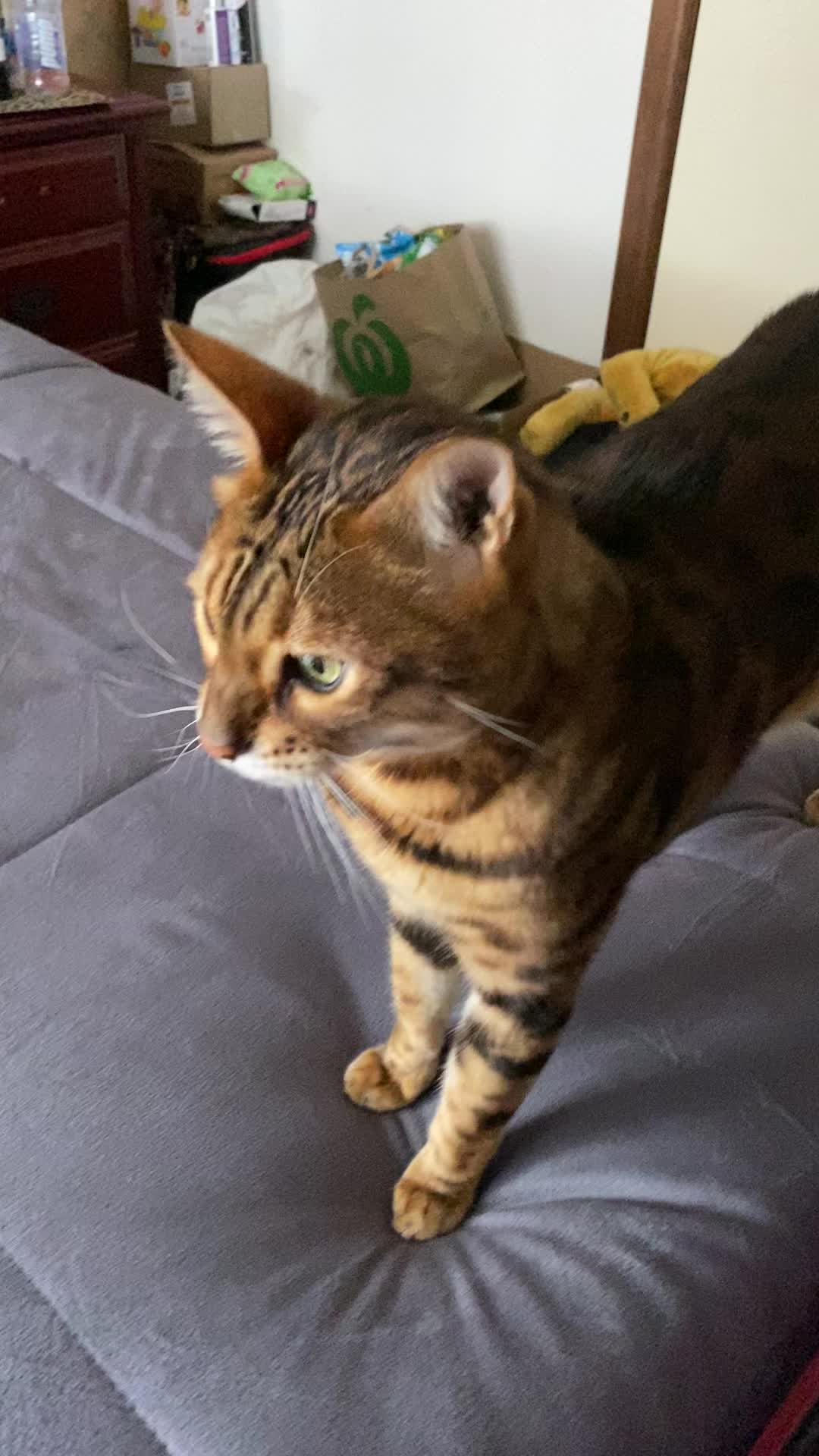 @TiggerthebrownBengal🇦🇺