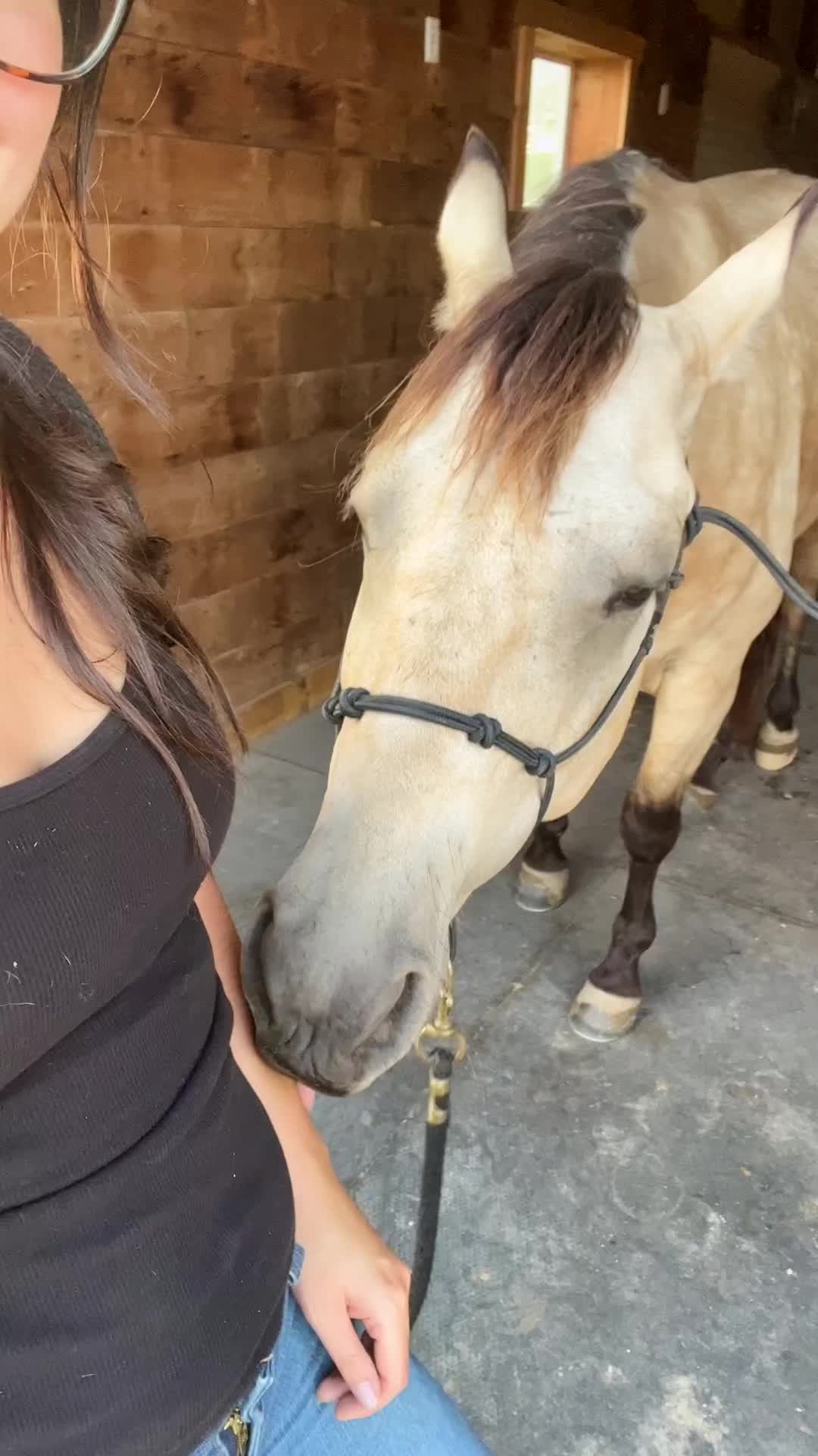 @Rachel ⚡️ Equine Photographer