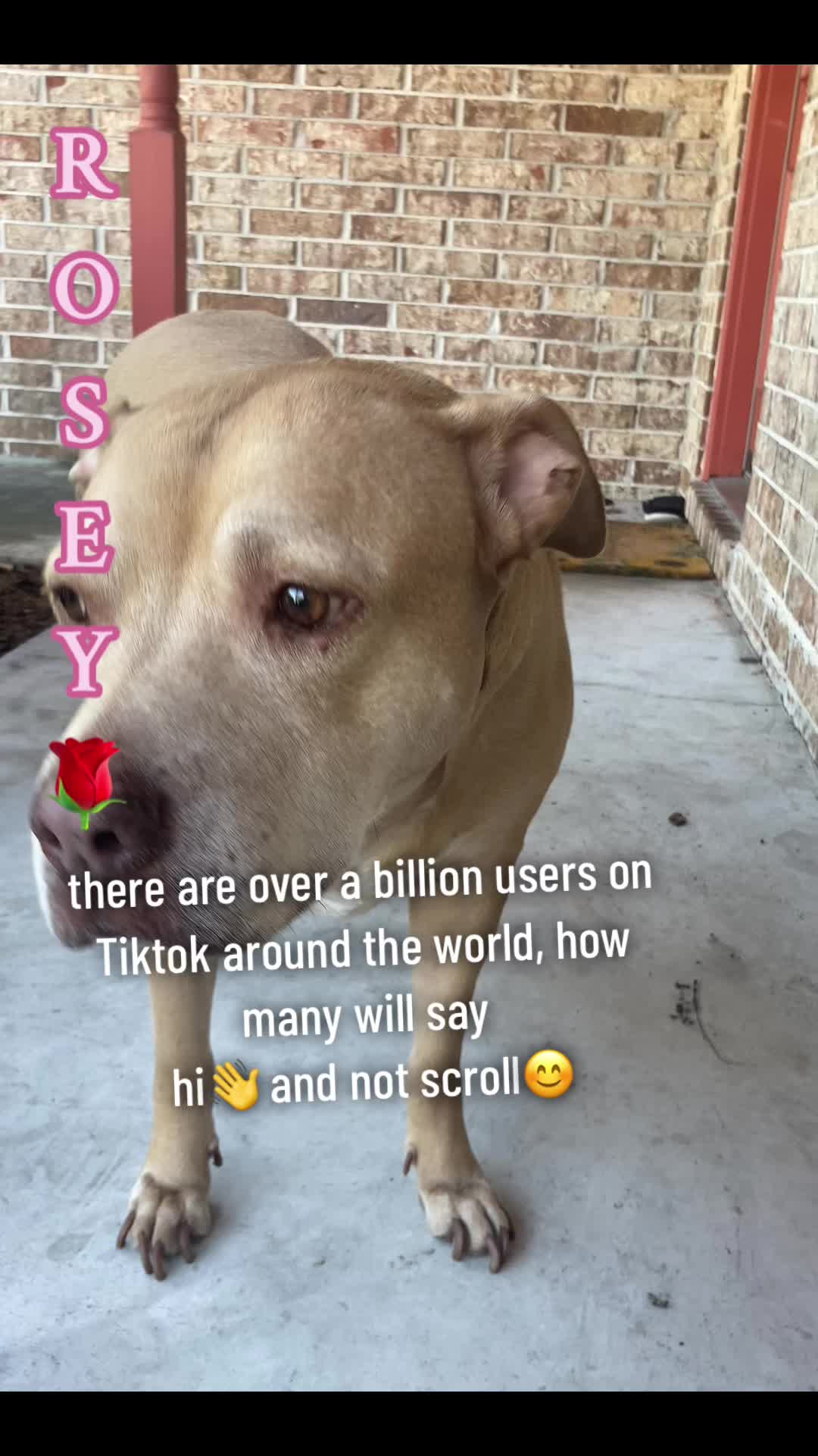 @Rosey’s Page☺️🐾