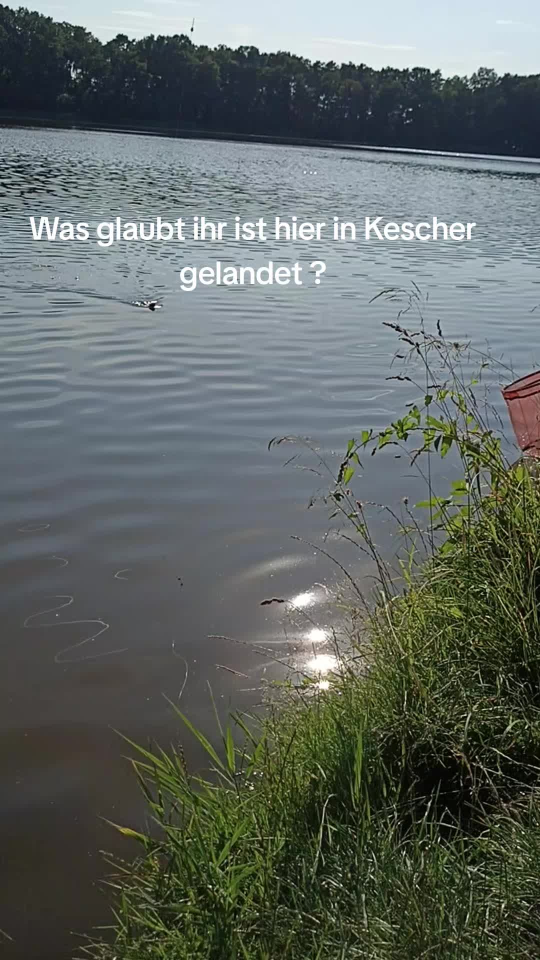 @ginaseele