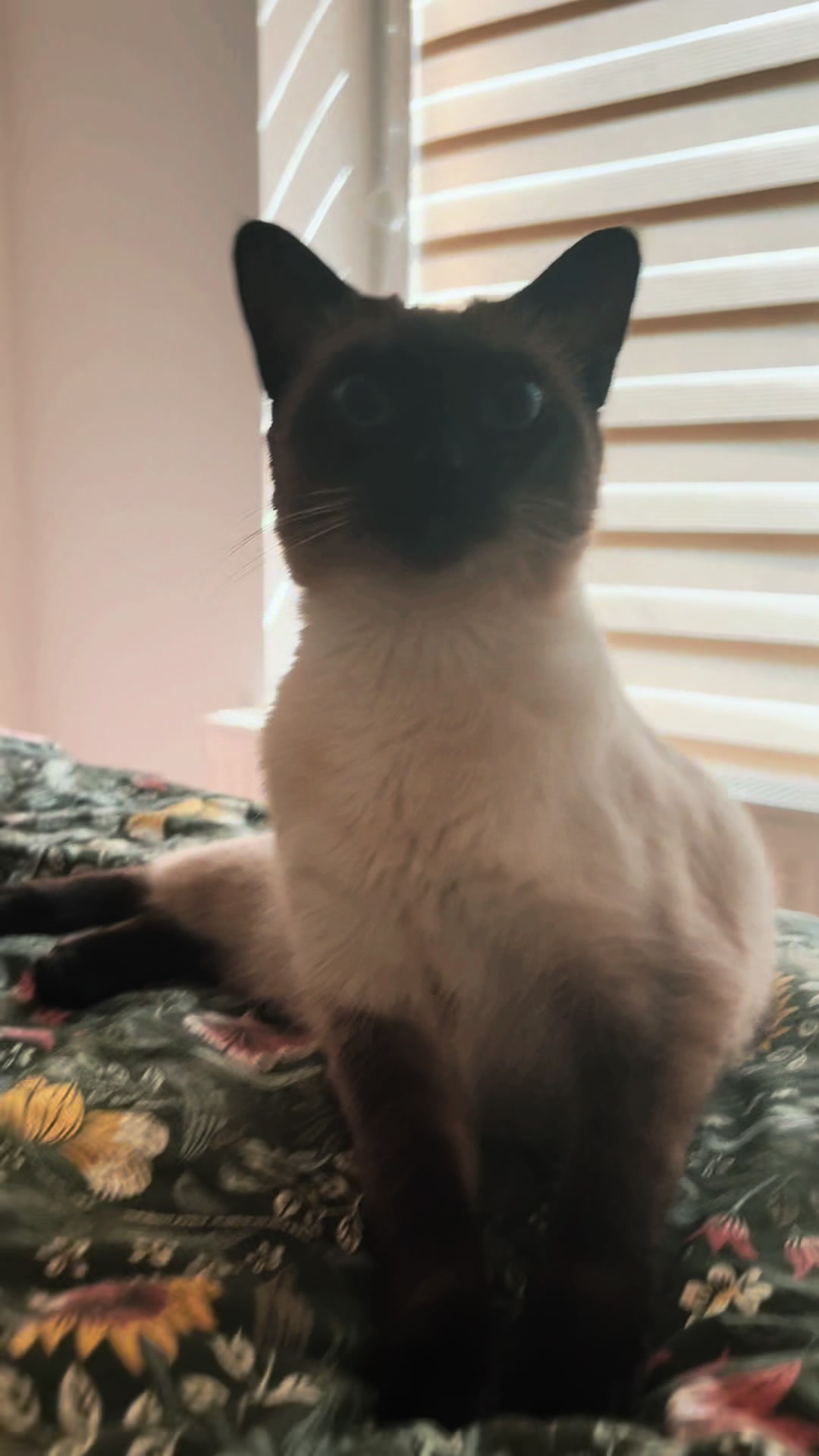 @Blueberry Eyes Cat