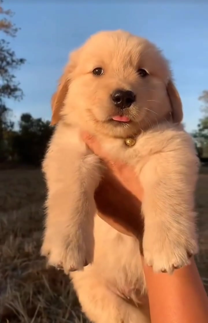@Furry Little Friends