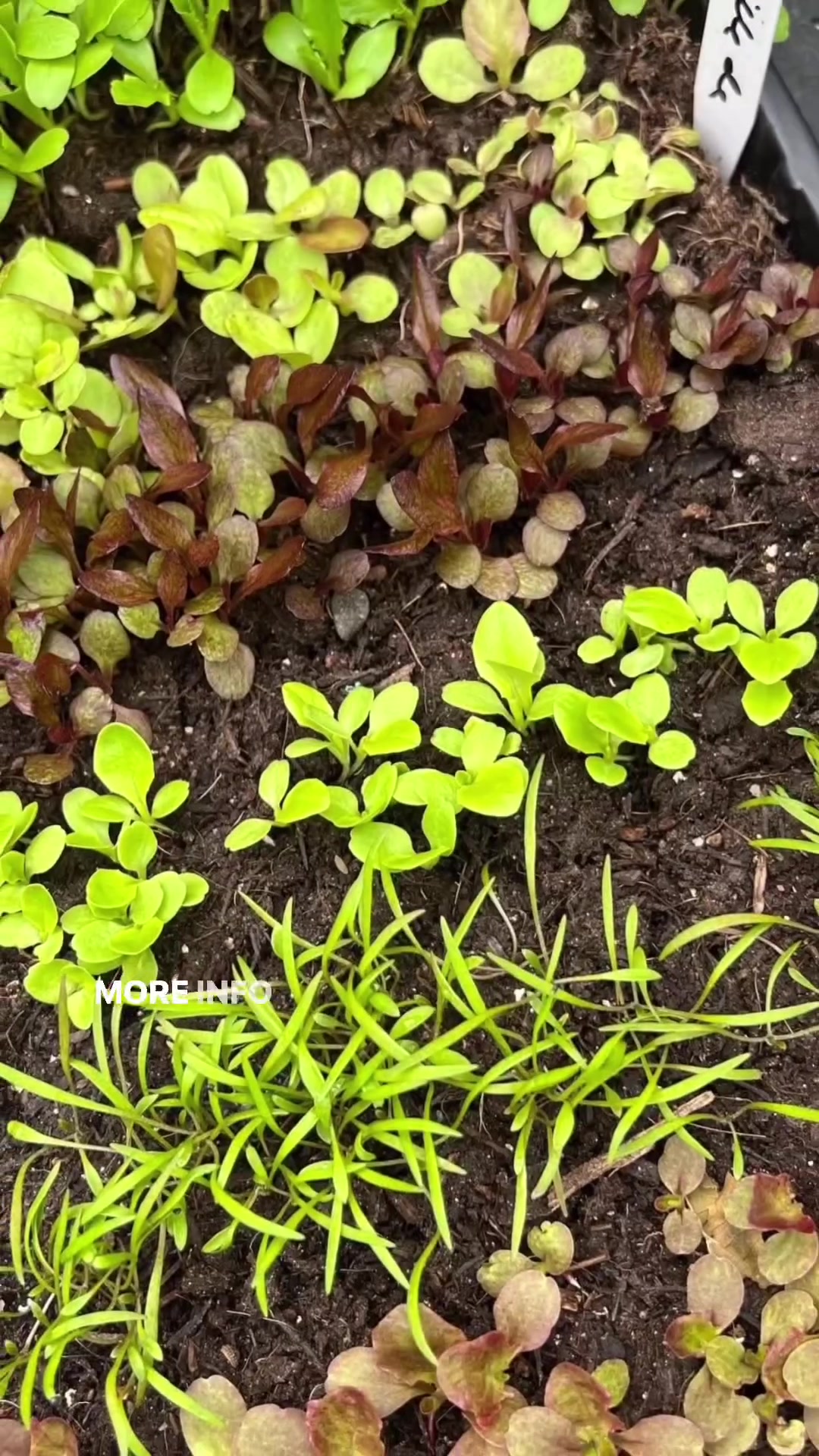 @Diary of a Yorkshire Gardener
