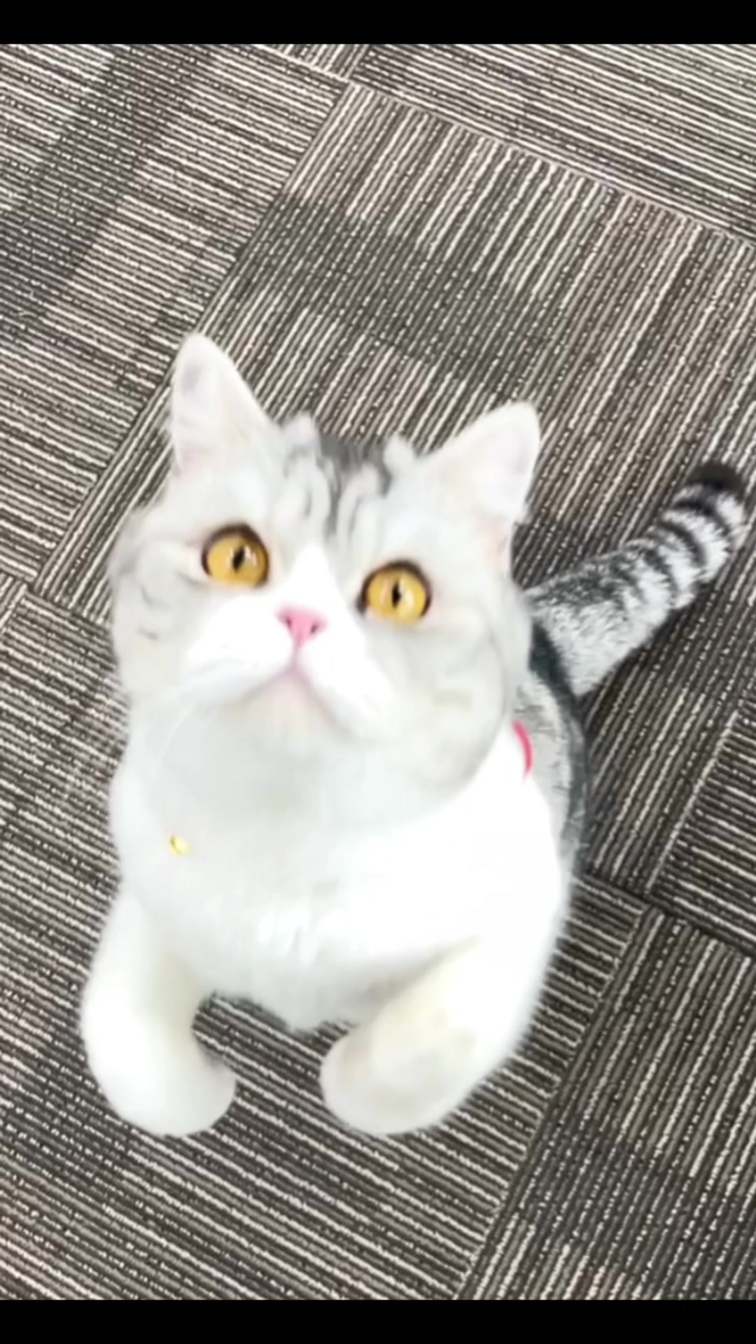 @Furbulous