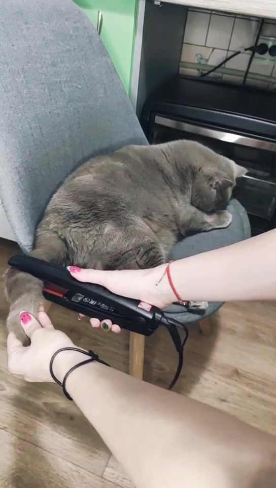 @Кошка Зефирка