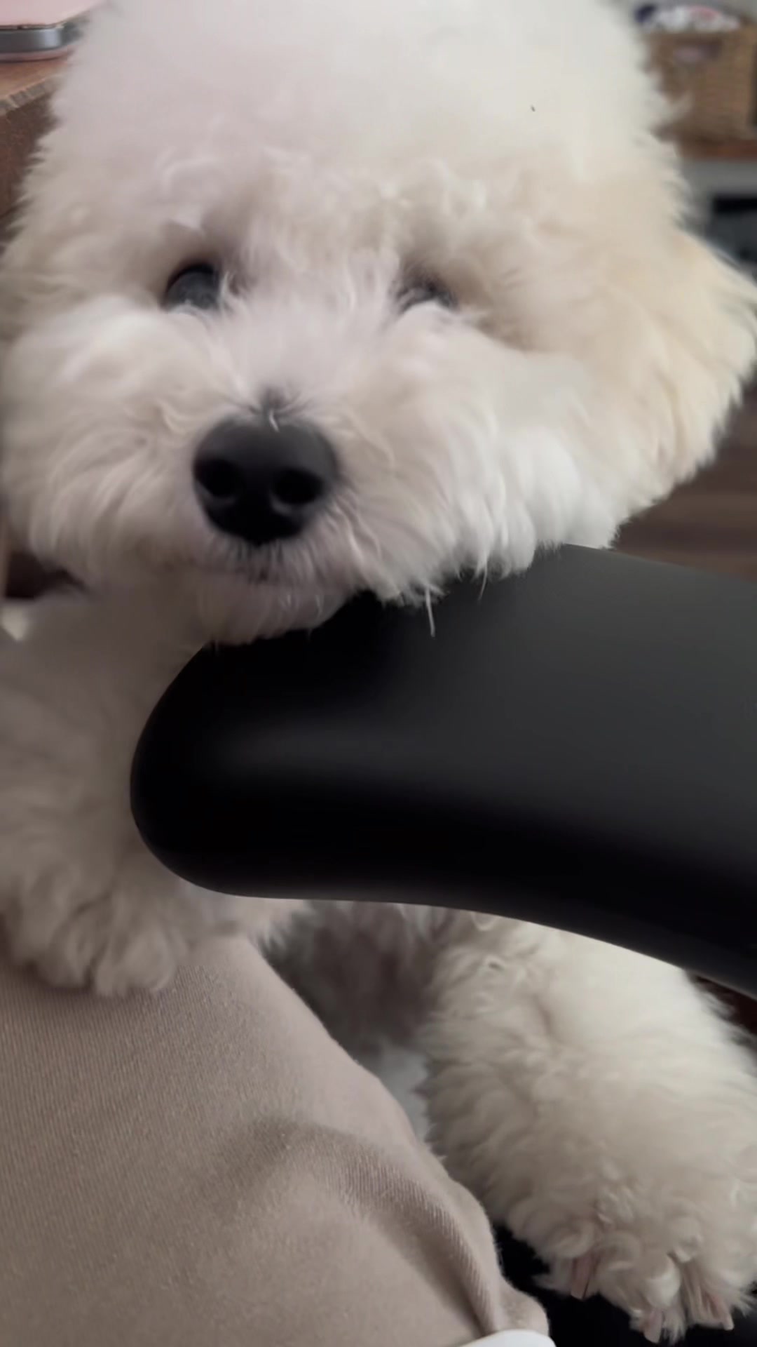 @Rui the Bichon