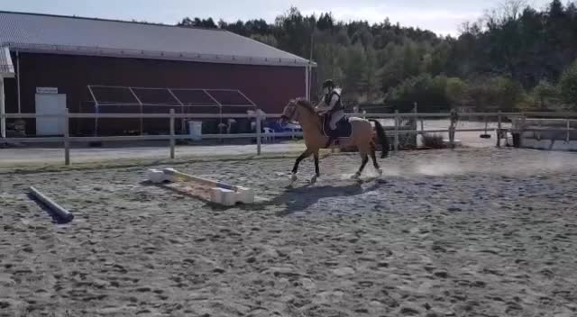 @Horses♡