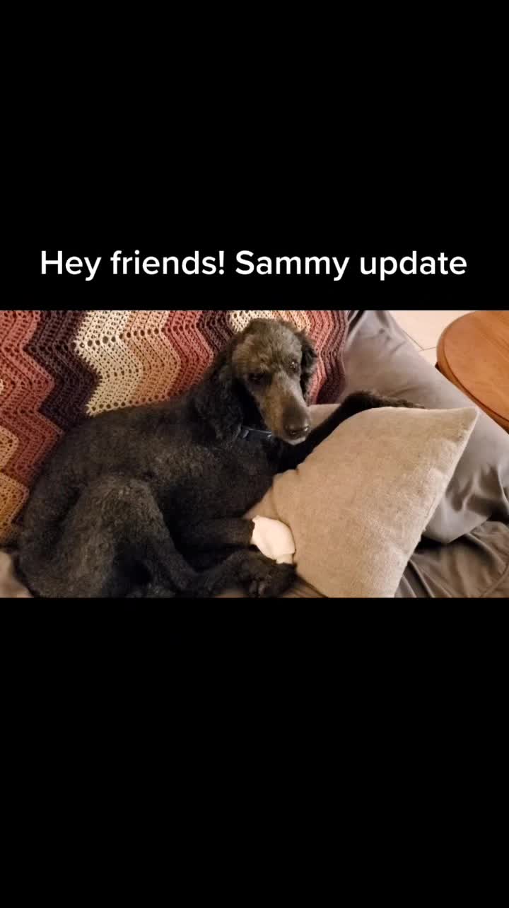 @SammyDoodle🙂