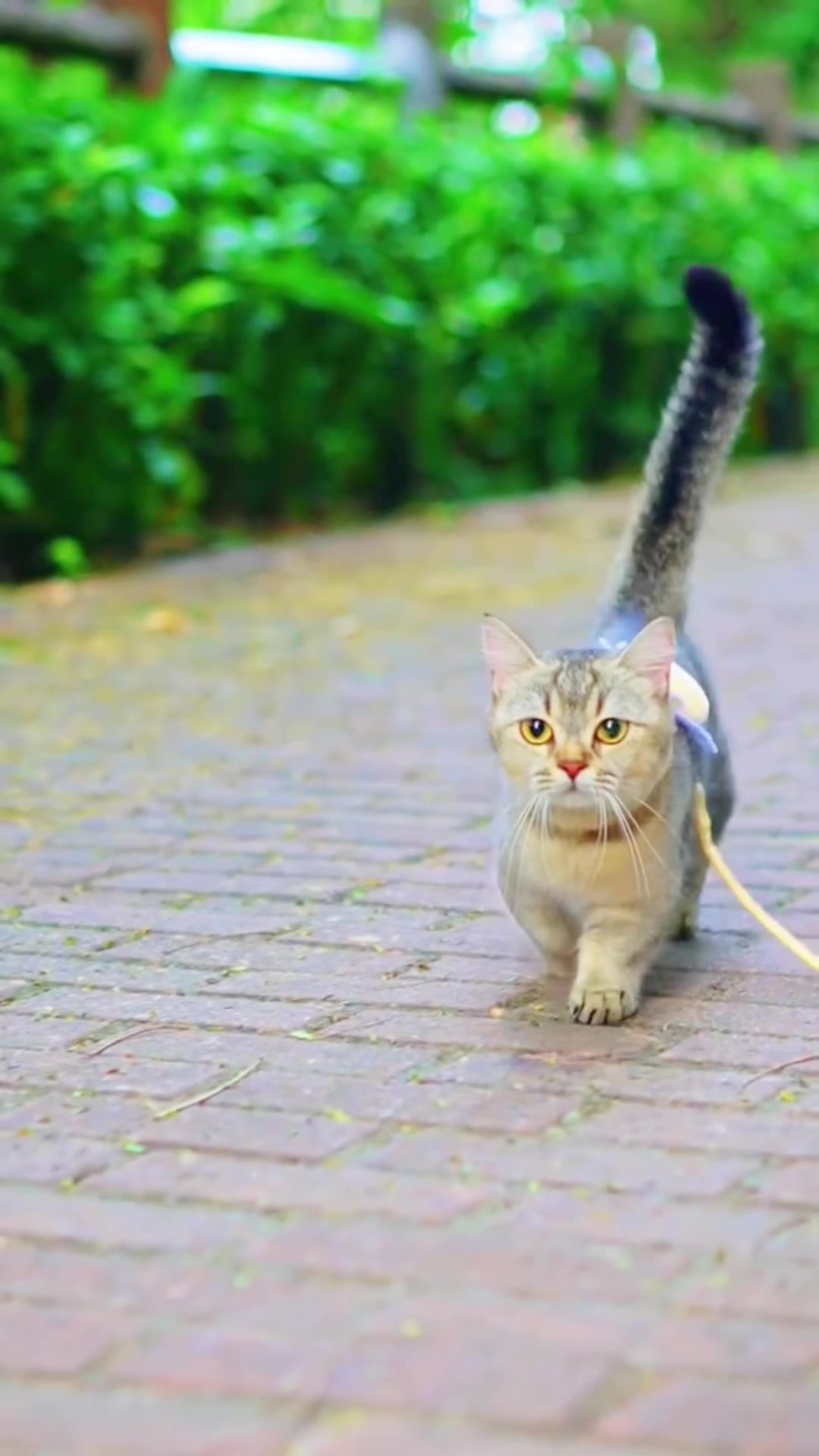 @ourpetsfriends