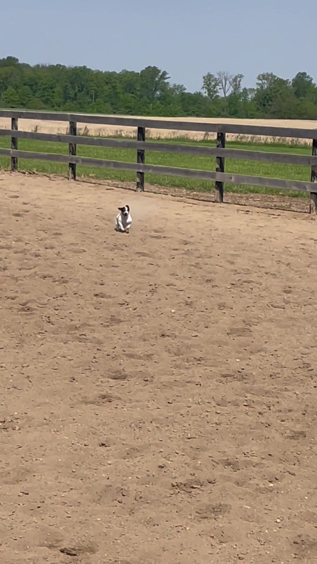 @JD Show Horses