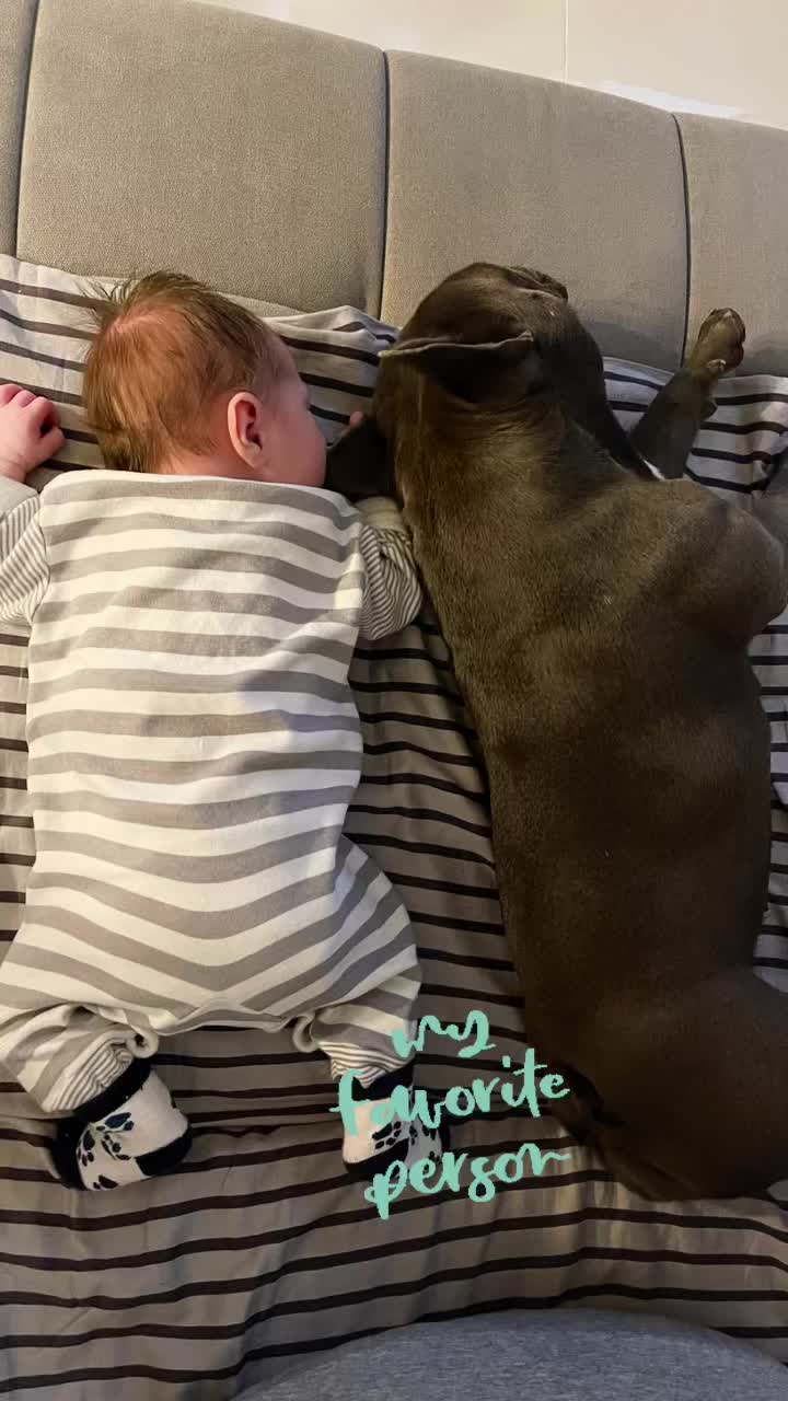 @Cookie 🍪 French Bulldog 🦴