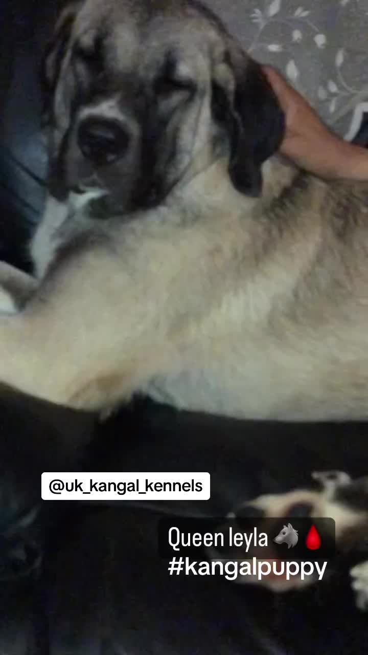 @Uk kangal kennels
