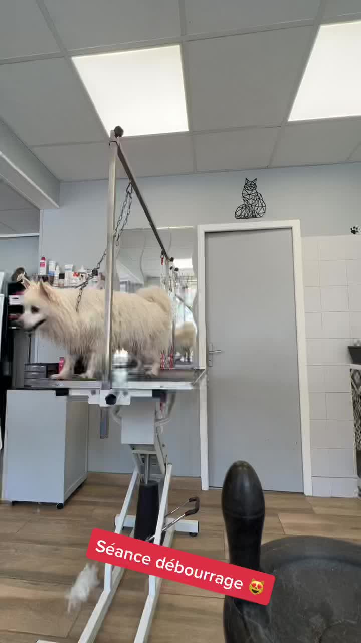 @Groomer ✃ 76