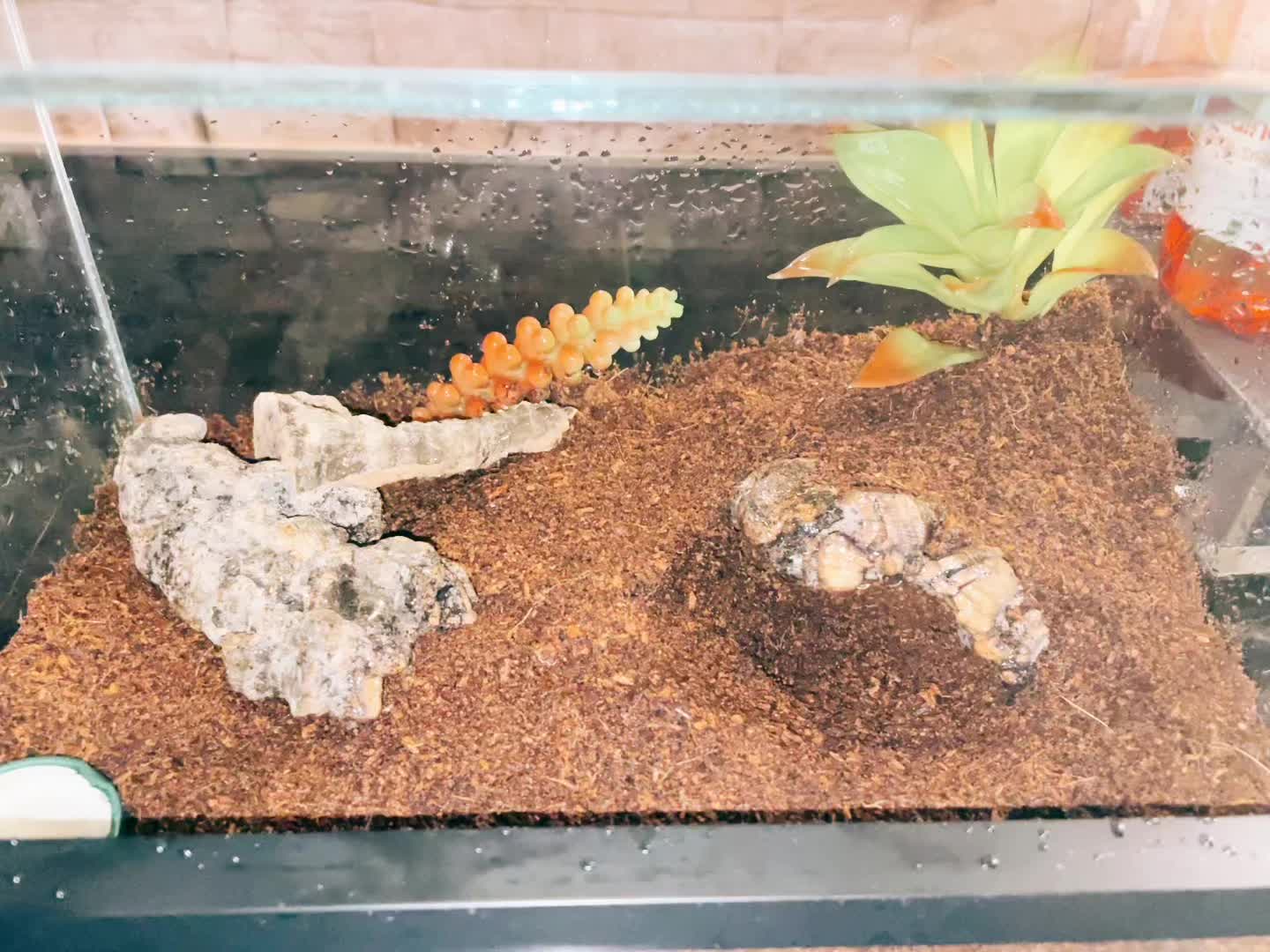 @C&N Reptiles & Co