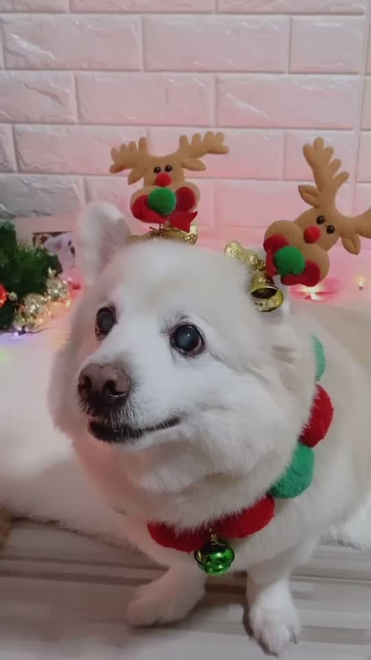 @Fluffy Creamy Dog