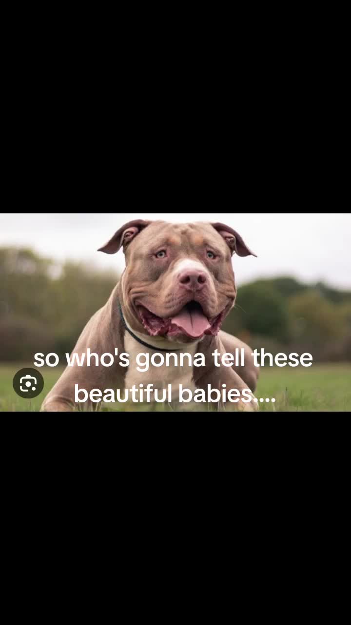 @SAVE THE XL BULLYS