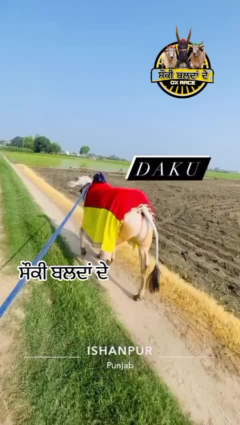 @shounki_balda_de