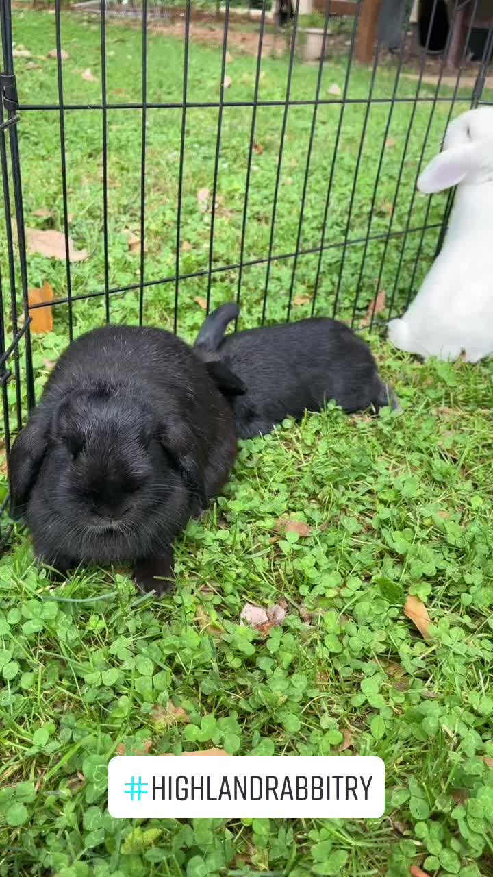 @HighlandRabbitry