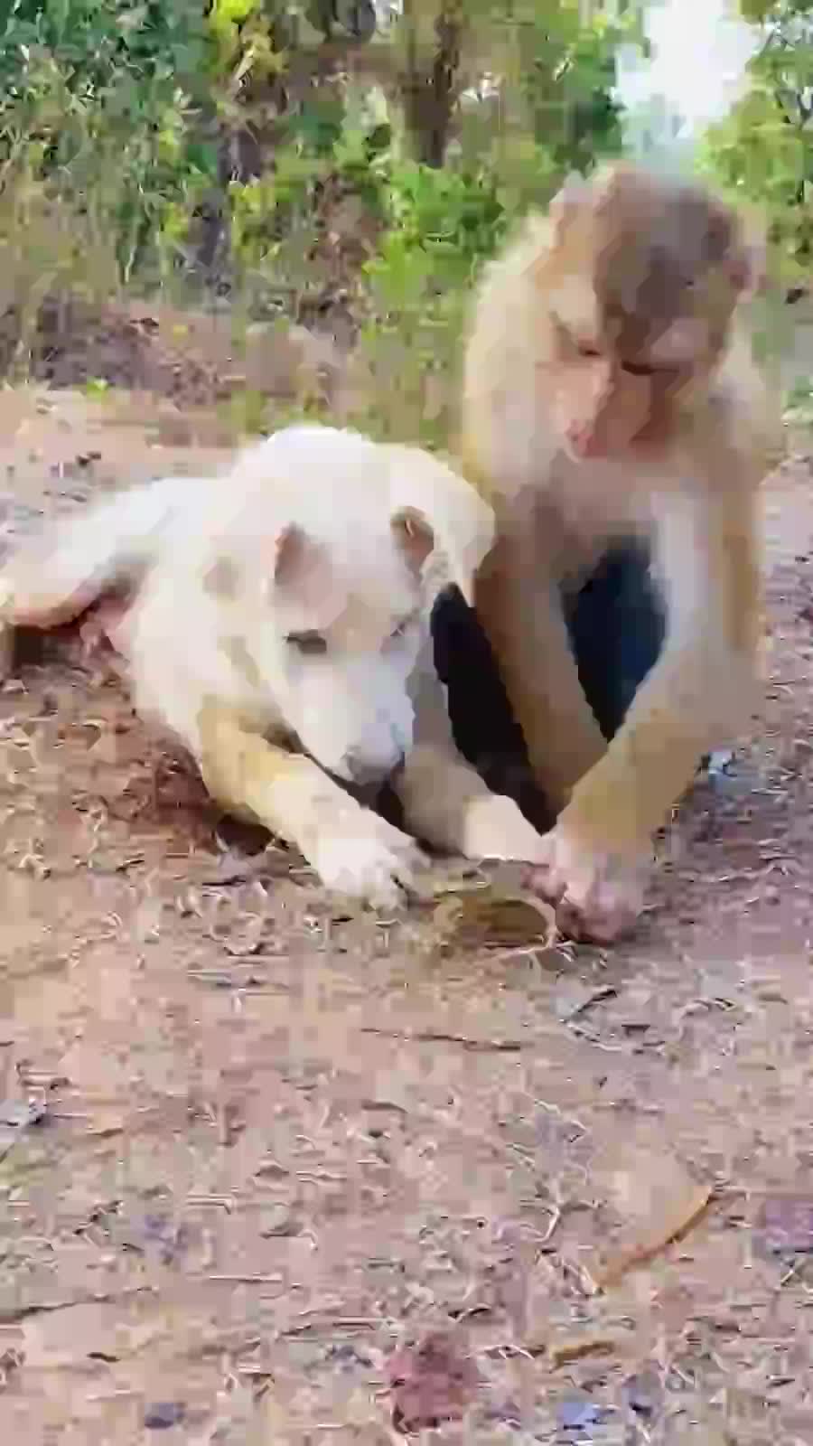 @Animal TV