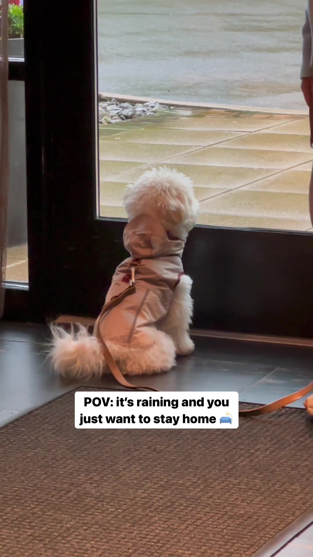 @Rui the Bichon