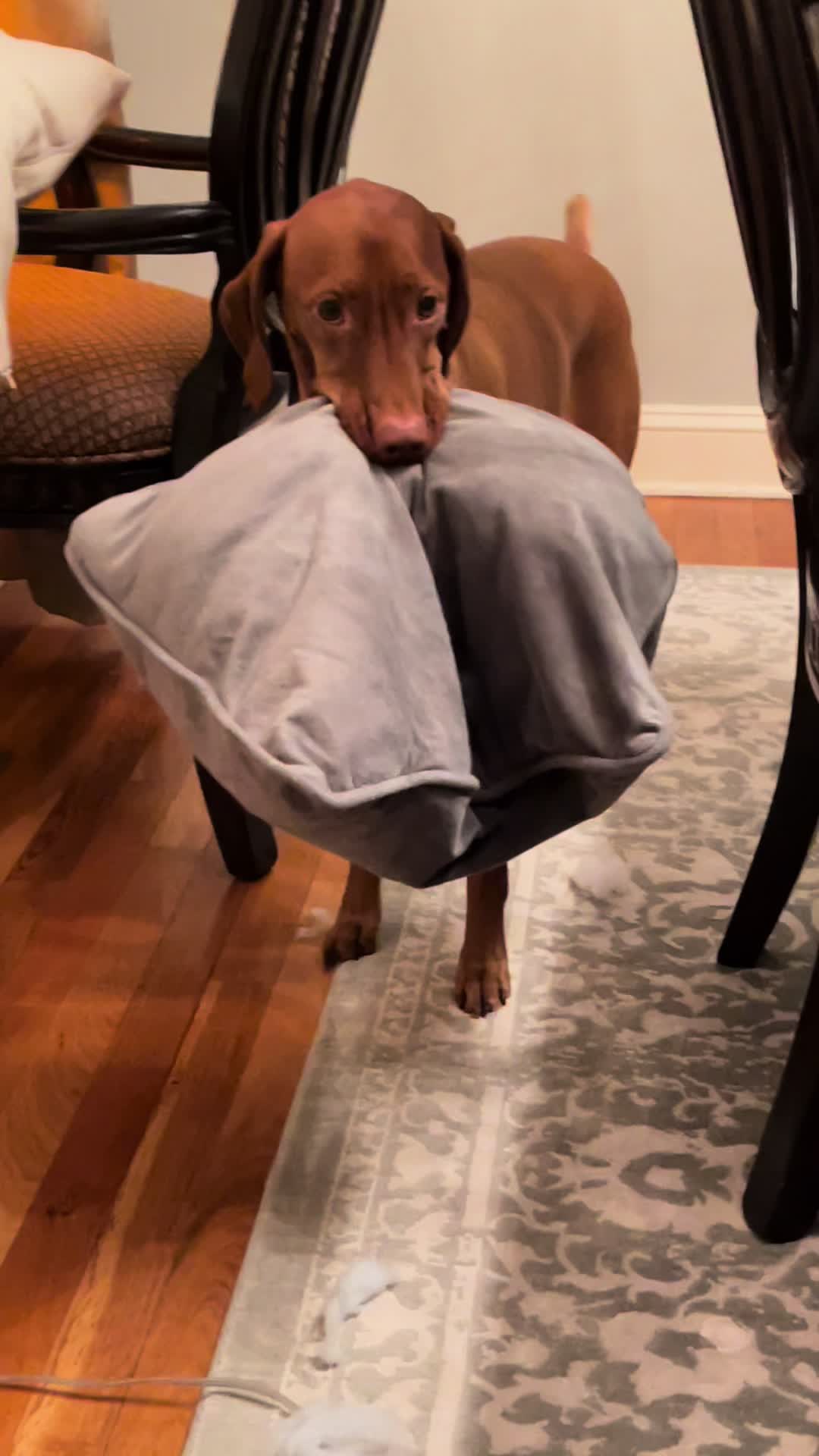 @Brookie The Vizsla