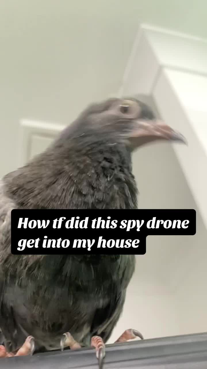 @trippy.frog