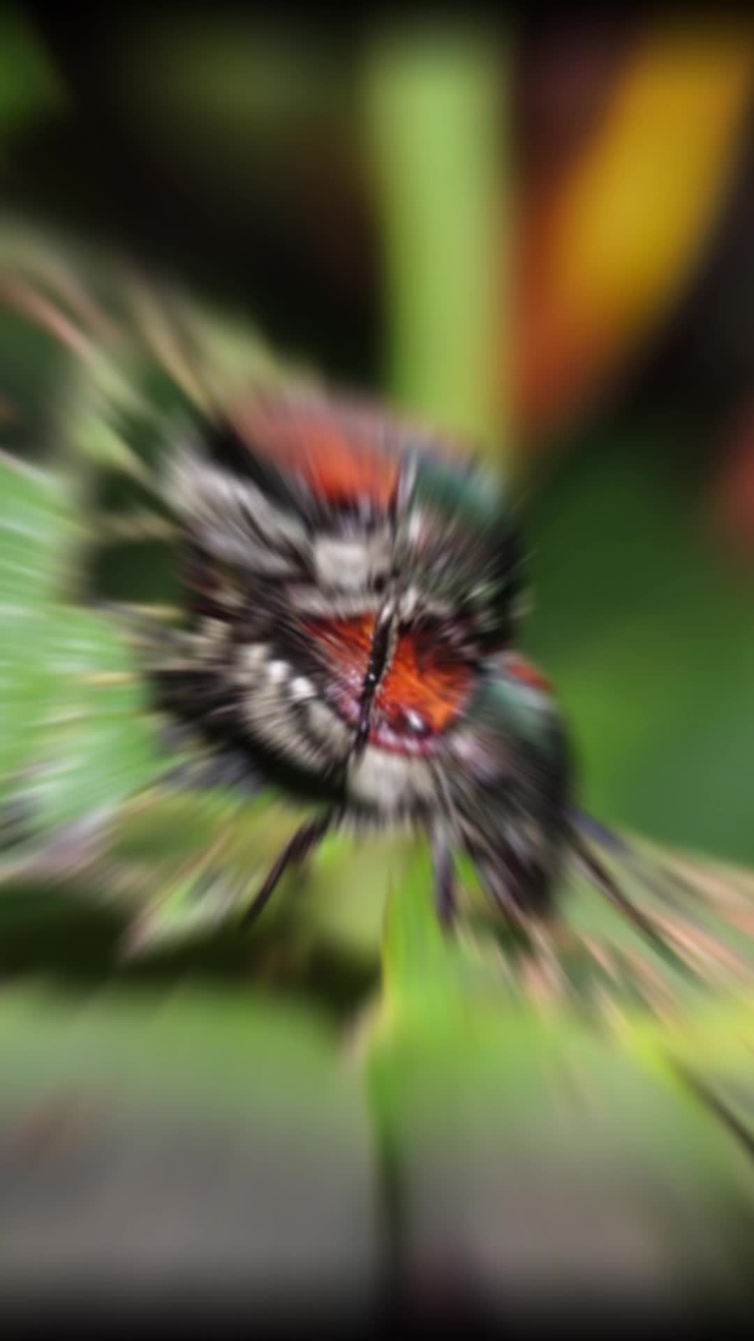 @Jennifer’s_Bugs