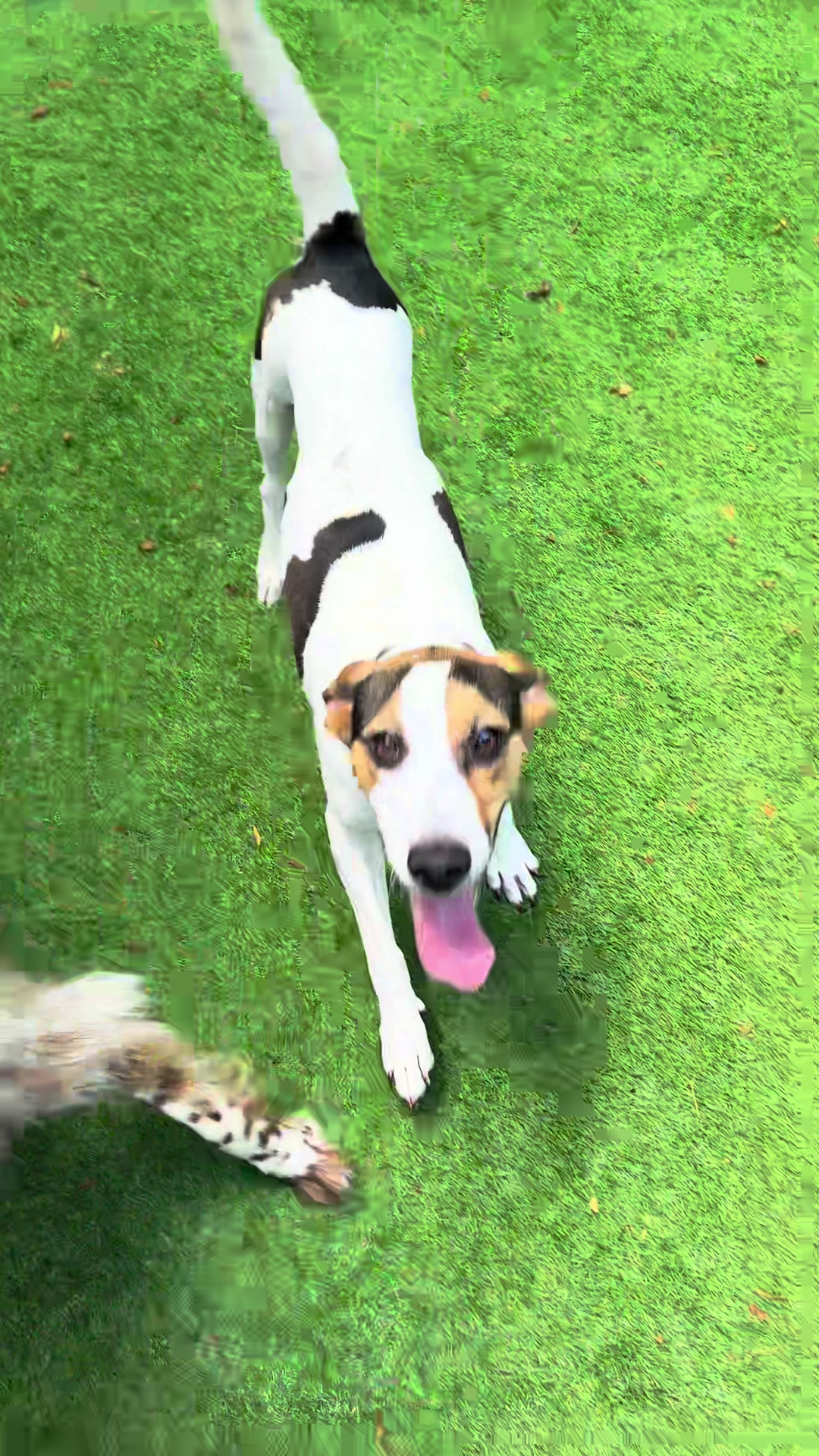 @thewoofpacknc
